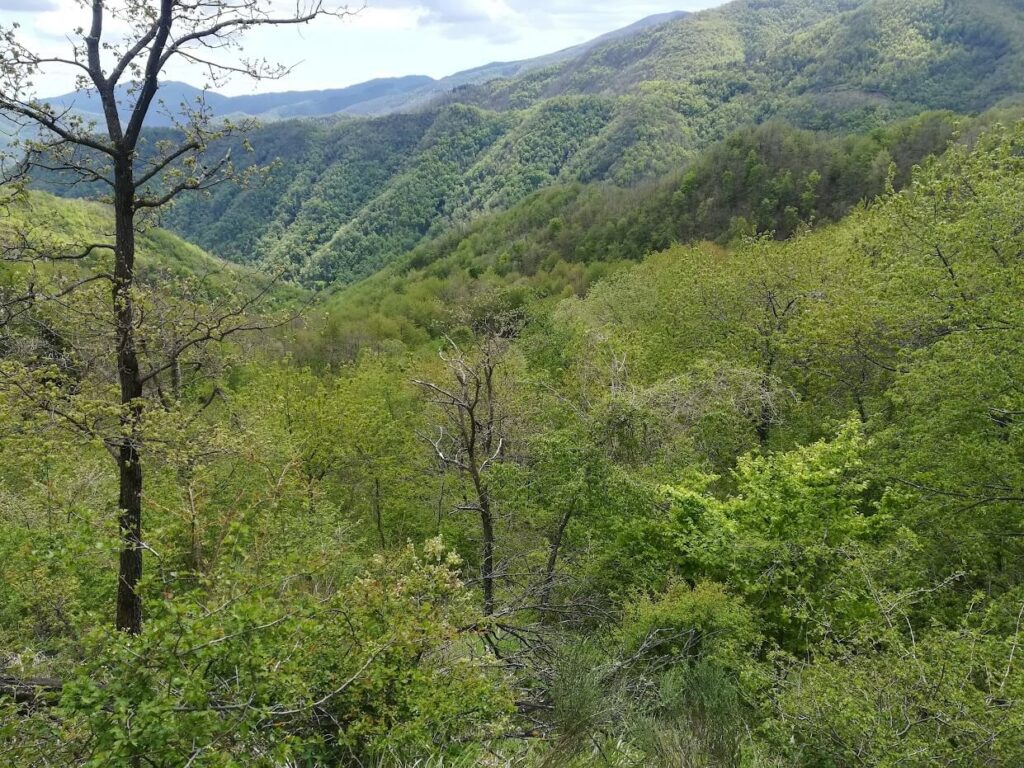 Foto di una vallata in Toscana con gestione delle risorse eseguite dallo studio agro forestale Gori in Prato