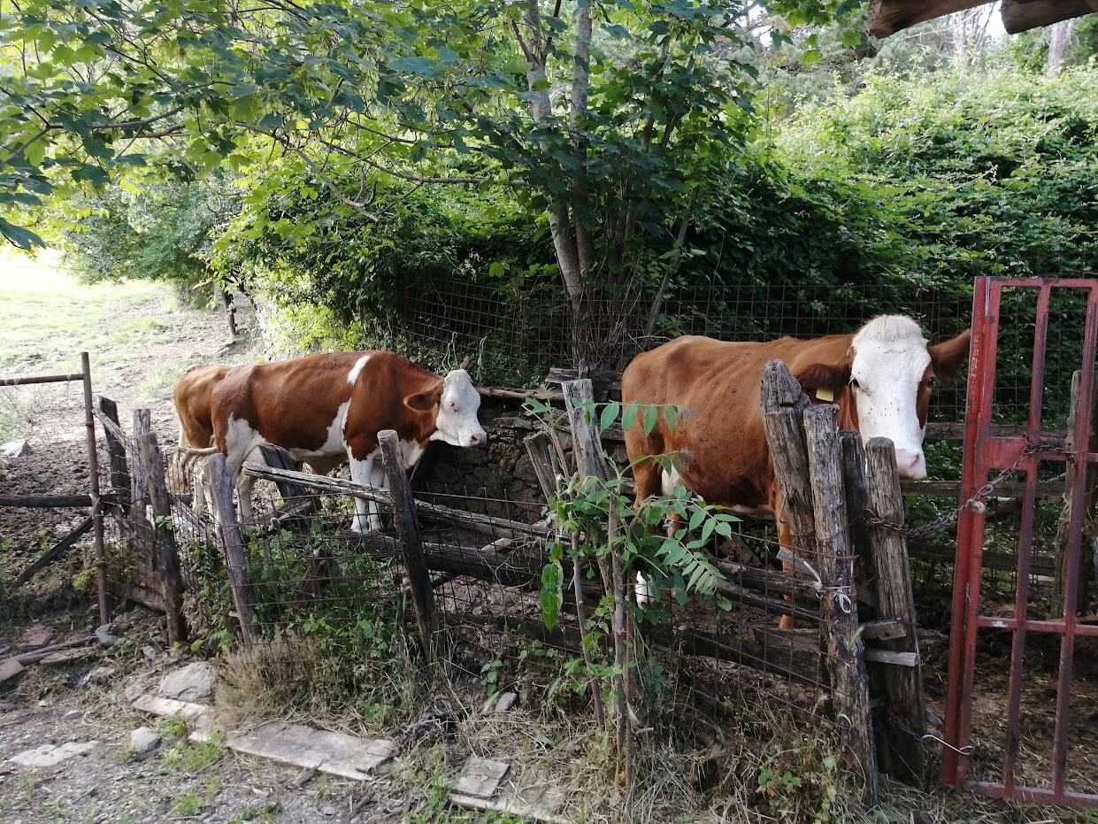Due mucche in allevamento gestito dallo studio agro forestale Gori in Prato compresi i trattamenti fitosanitari