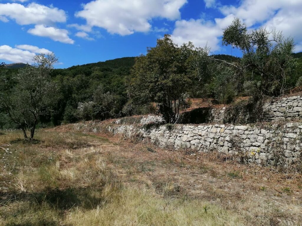 Oliveto Toscano con muretti studiate e periziate dallo studio agro forestale Gori in Prato