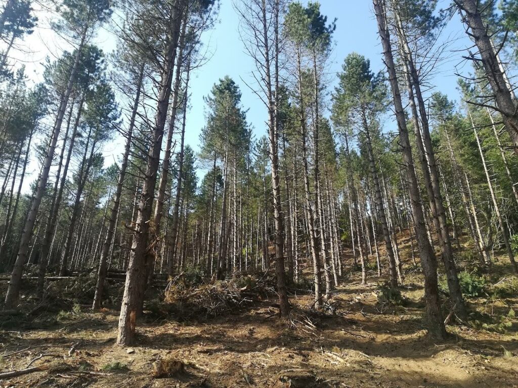 Foto di alberi di ambiente boschivo o forestale di cui lo studio agro forestale Gori di Prato ha gestito la progettazione