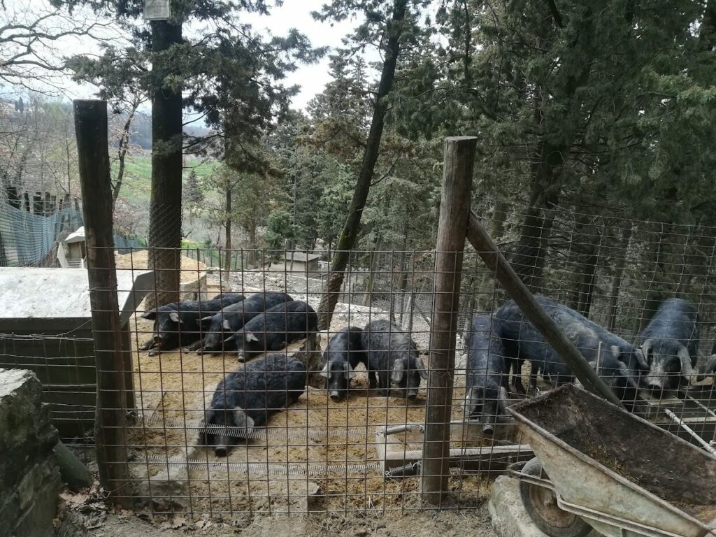 Foto di allevamento di maiali in cui si vedono 10 animali in ambiente boschivo progettato dallo studio agro forestale Gori in Prato