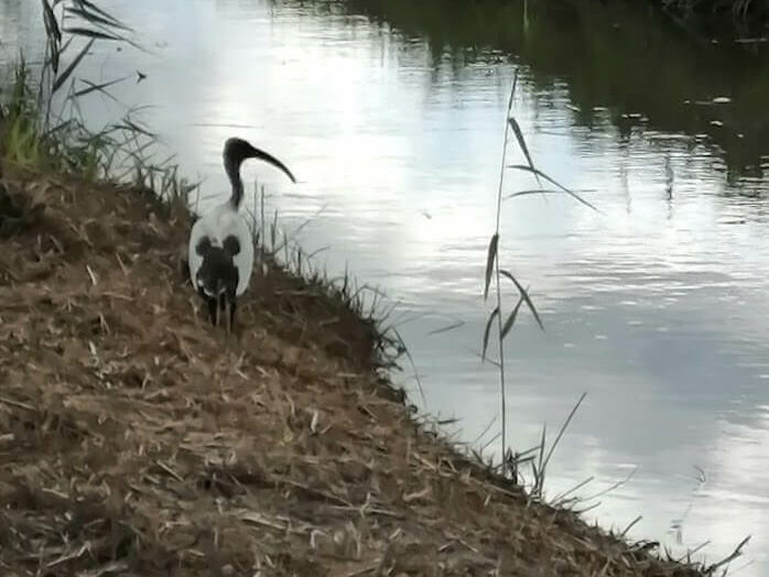 Foto di volatile vicino ad un corso d'acqua che rappresenta l'assistenza faunistico venatoria dello studio agro forestale Gori in Prato